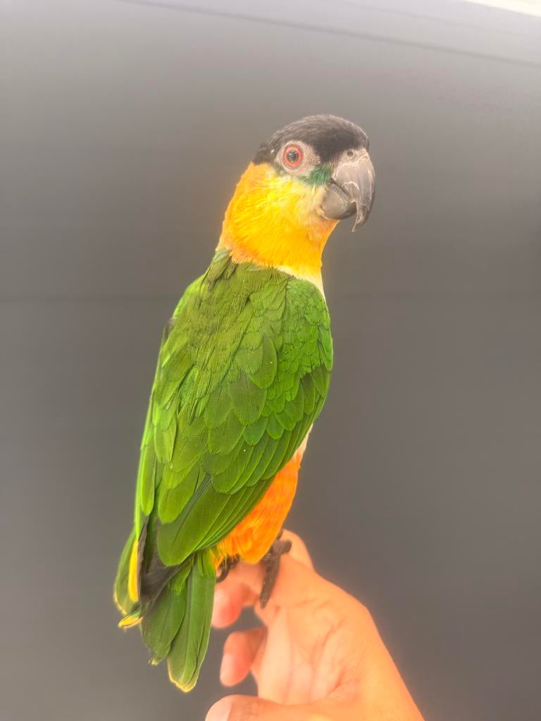 Tamme  zwarte kop papagaai caique 2j maantje, Dieren en Toebehoren, Vogels | Parkieten en Papegaaien, Mannelijk, Papegaai