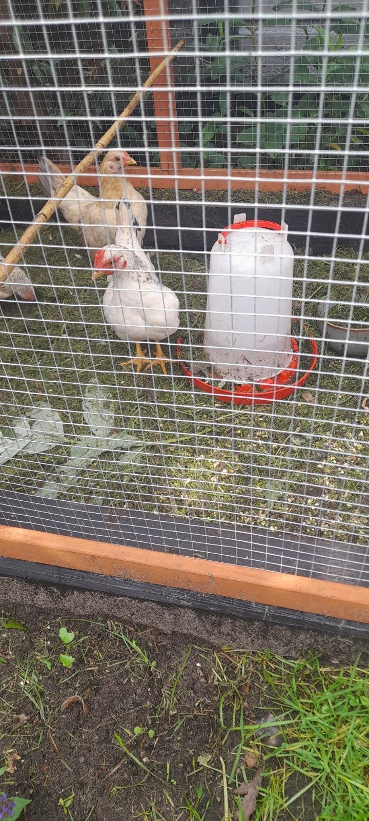 Serama haantje 12 weken oud, Dieren en Toebehoren, Mannelijk, Kip