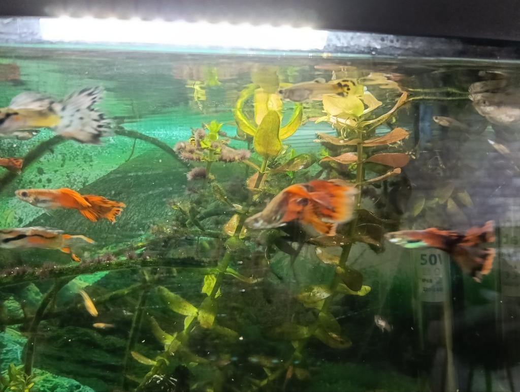 Guppies, Dieren en Toebehoren, Ophalen