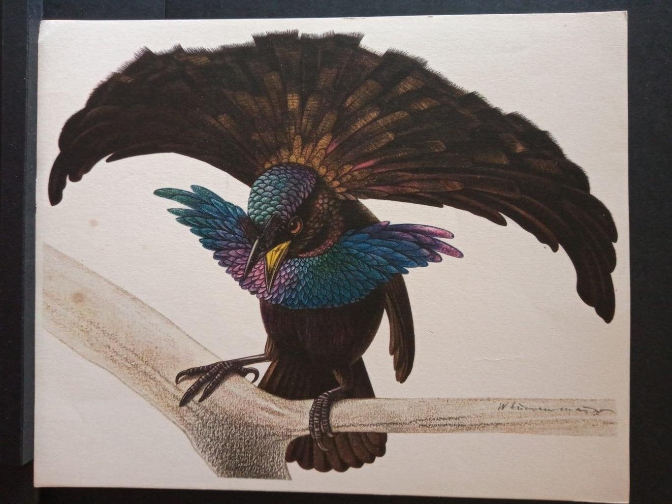 Paradijsvogels namen zie omschrijving - getekend, Verzamelen, Gebruikt, Verzenden, 1940 tot 1960, Dier