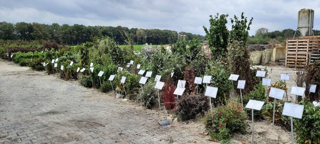 Beuken, liguster, Wilg, Acer, Duindoorn, Laurier, Carpinus, Ophalen of Verzenden, Laurier, Struik, 100 tot 250 cm