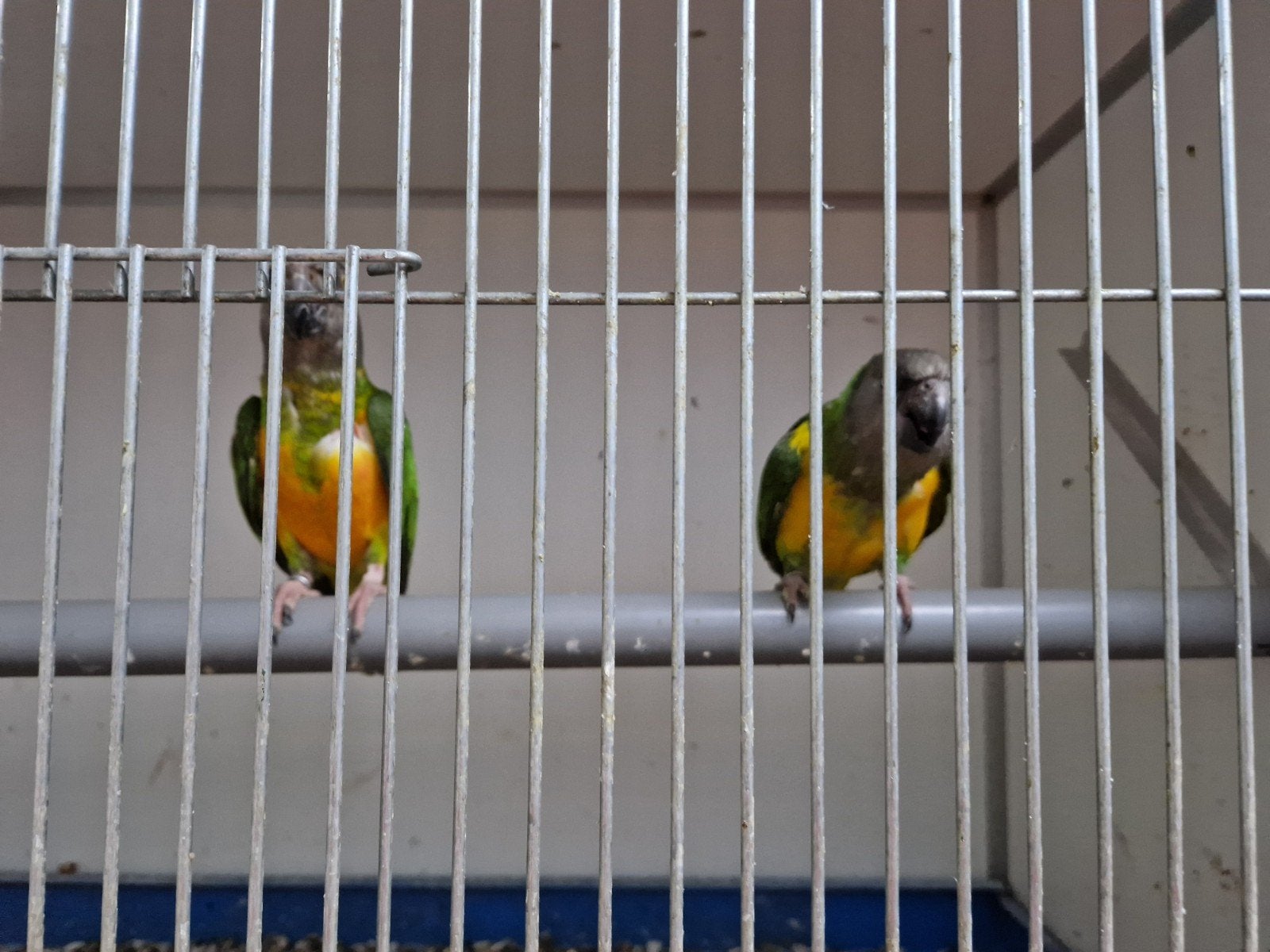 koppel oranjebuik bonte boeren, Meerdere dieren, Papegaai, Geringd