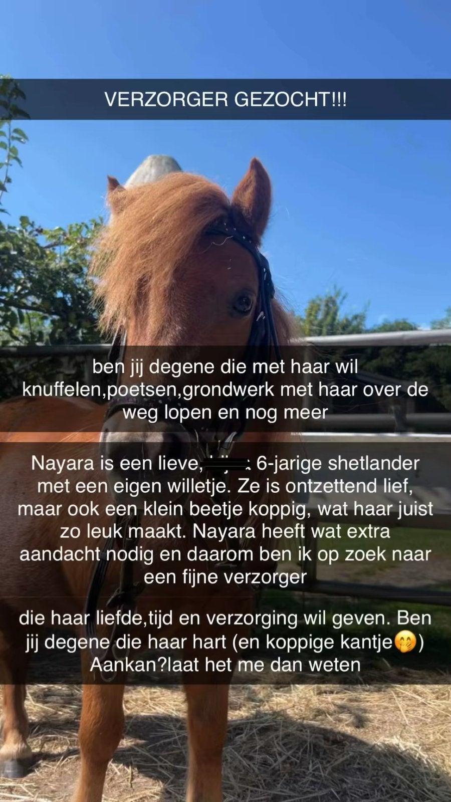 Verzorger gezocht! Omgeving Blijham, Toebehoren, 1 paard of pony