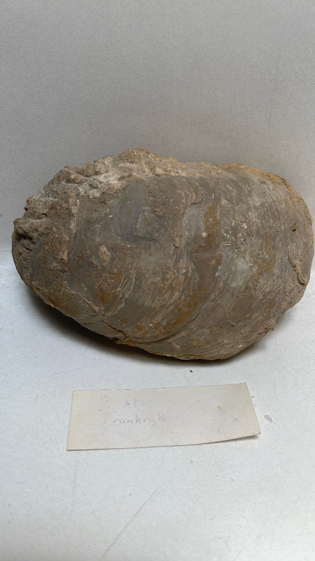 Fossiele oester uit Frankrijk, Ophalen of Verzenden, Fossiel