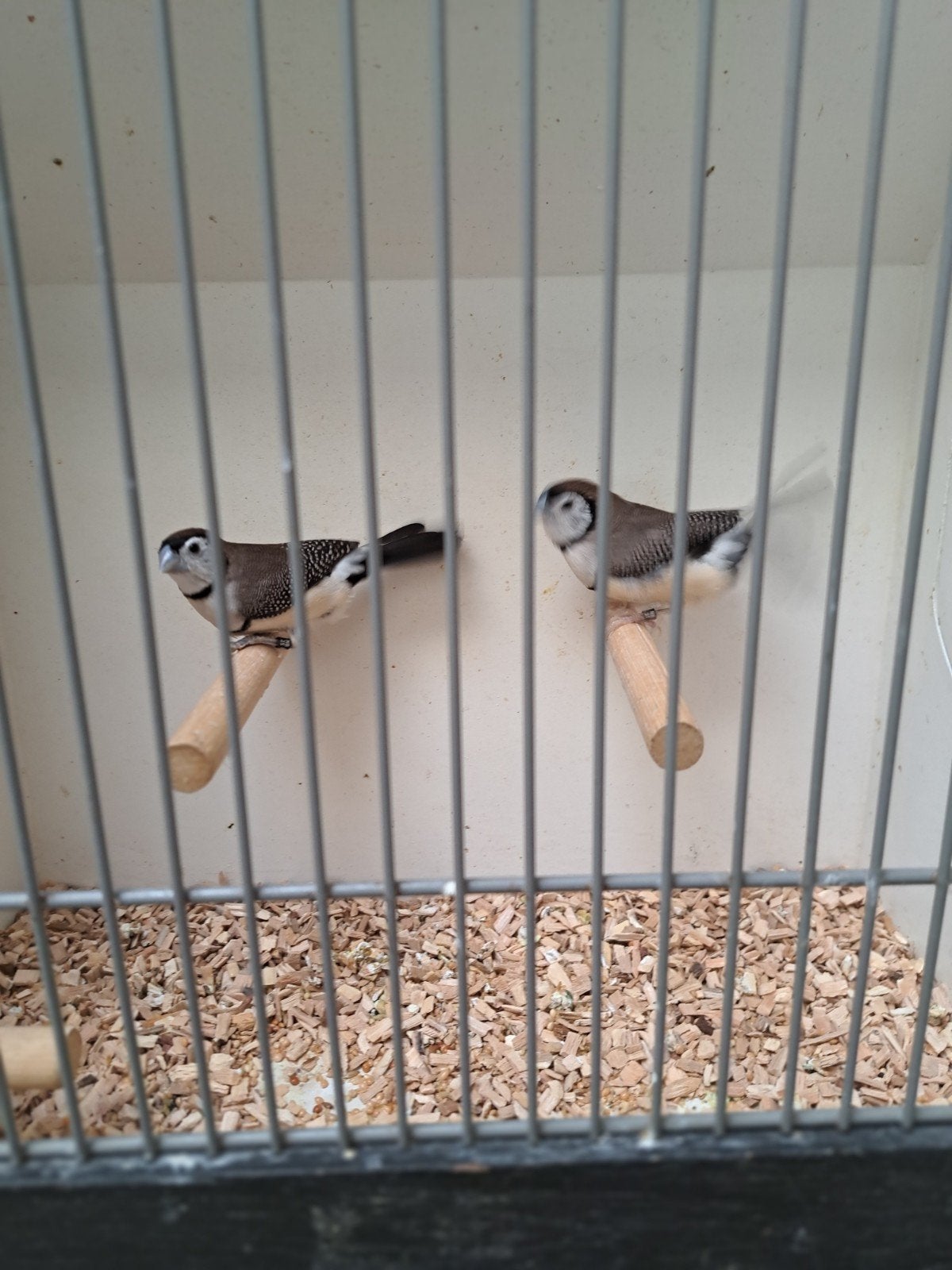 Bichenow astrilde, Meerdere dieren, Tropenvogel, Geringd