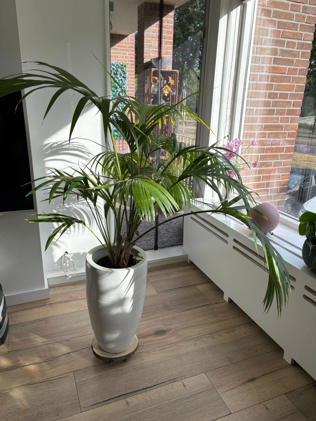 2 planten incl 2 potten, Huis en Inrichting, Kamerplanten, Ophalen, Halfschaduw, Minder dan 100 cm
