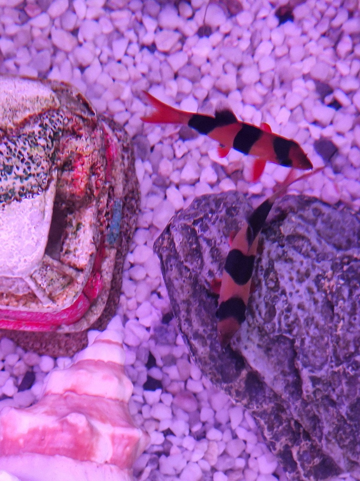Clown botia's, Vis, Zoetwatervis