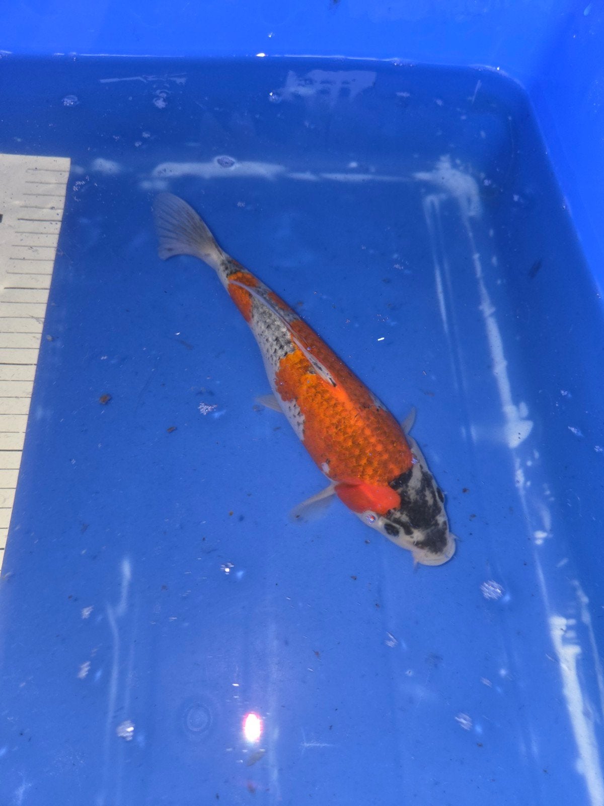 goshiki, Dieren en Toebehoren, Karper of Koi