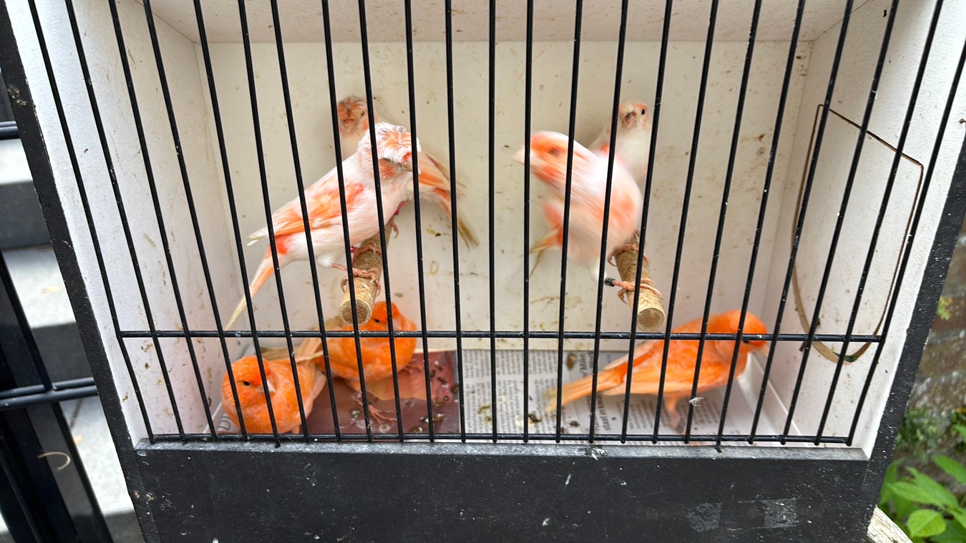Kanaries, Dieren en Toebehoren, Vrouwelijk, Kleurkanarie