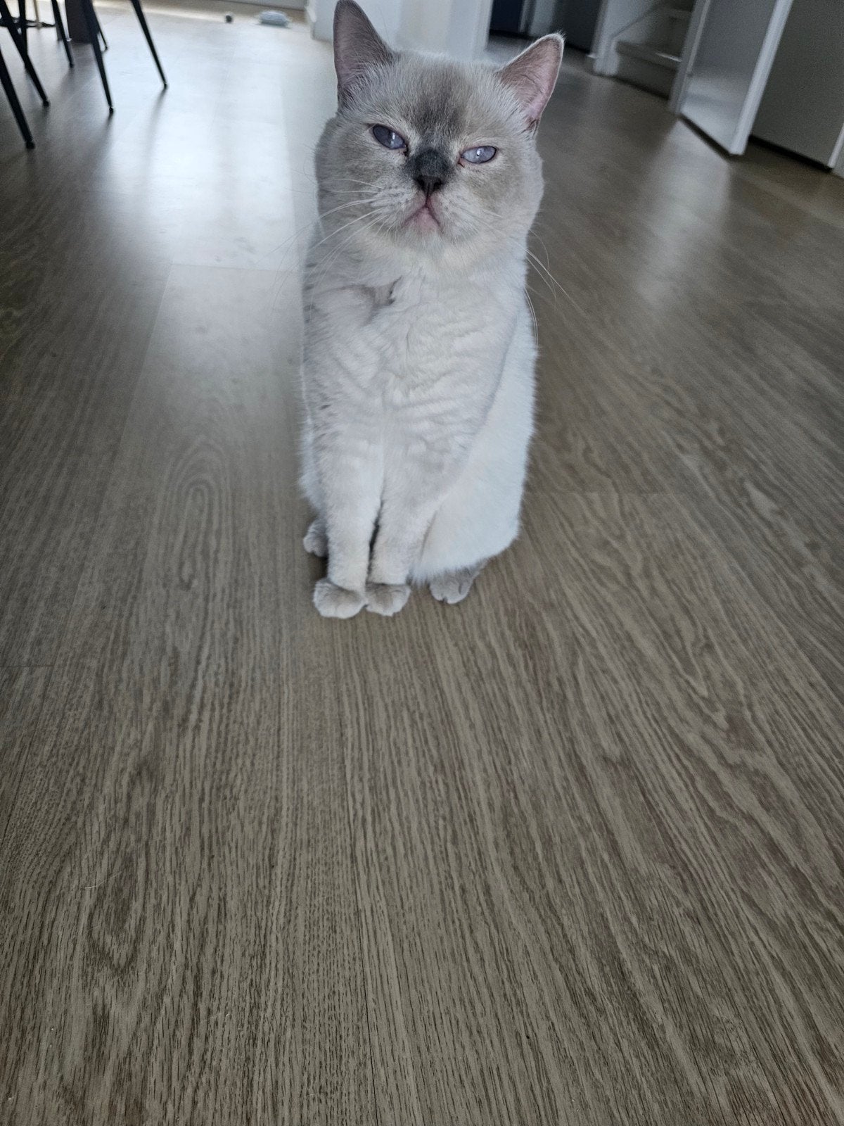 !!! DEKKATER !!!  Britche Korthaar Lilapoint., Kater