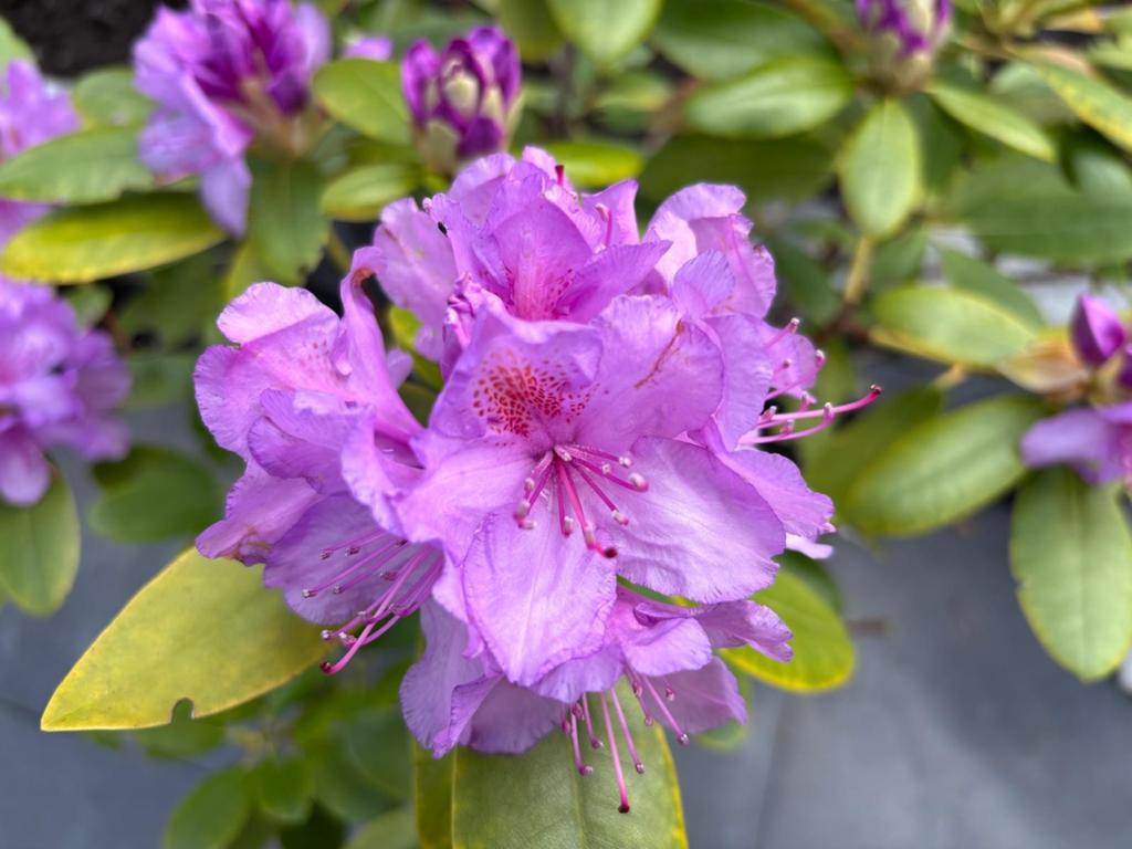 Grote Rhododendron - paarse bloemen, winterharde struik, Tuin en Terras, Planten | Tuinplanten, Overige soorten, Halfschaduw, Ophalen