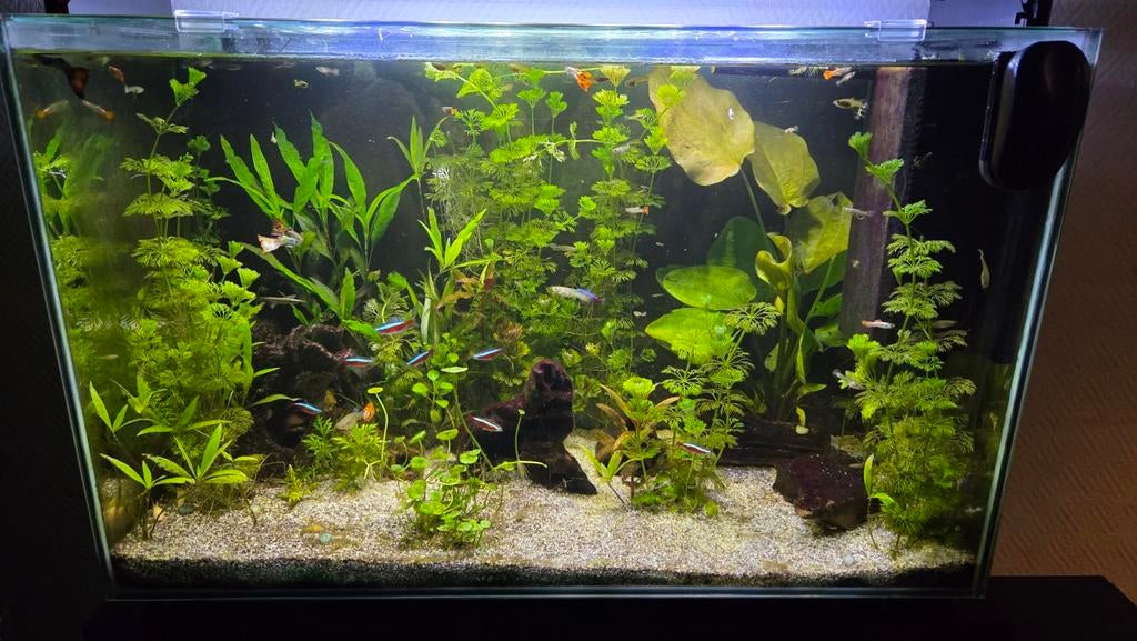 Aquarium met tropische vissen en toe behoren, Ophalen, Gebruikt, Inclusief vissen, Gevuld zoetwateraquarium