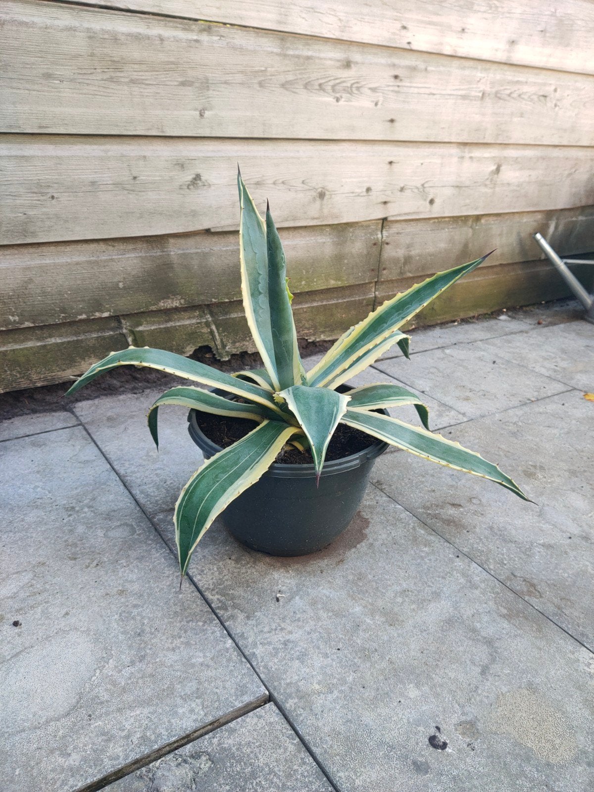 Agave, Ophalen, Bloeit niet, Overige soorten, Volle zon