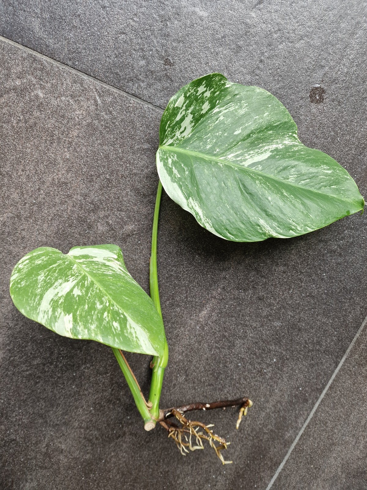 Monstera deliciosa variegata Albo stek, Ophalen of Verzenden, Halfschaduw, Minder dan 100 cm