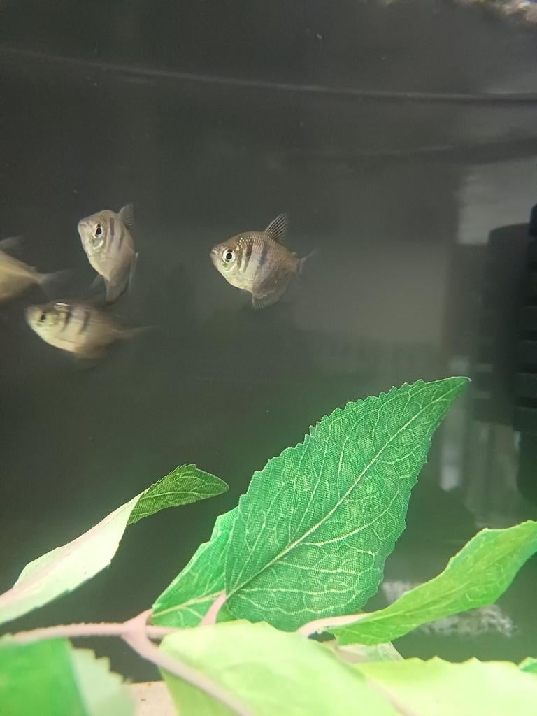 Zwarte tetra, Vis