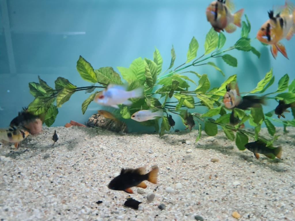 Mikrogeophagus Ramirezi Black, dwergcichliden, Dieren en Toebehoren, Vissen | Aquariumvissen, Vis, Zoetwatervis