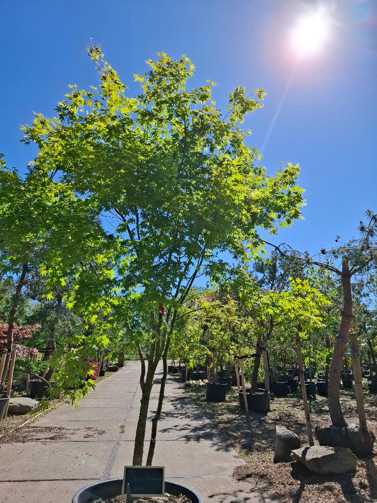 A190  Acer Palmatum  Japanse esdoorn   350cm, Halfschaduw, Overige soorten, Lente, 250 tot 400 cm