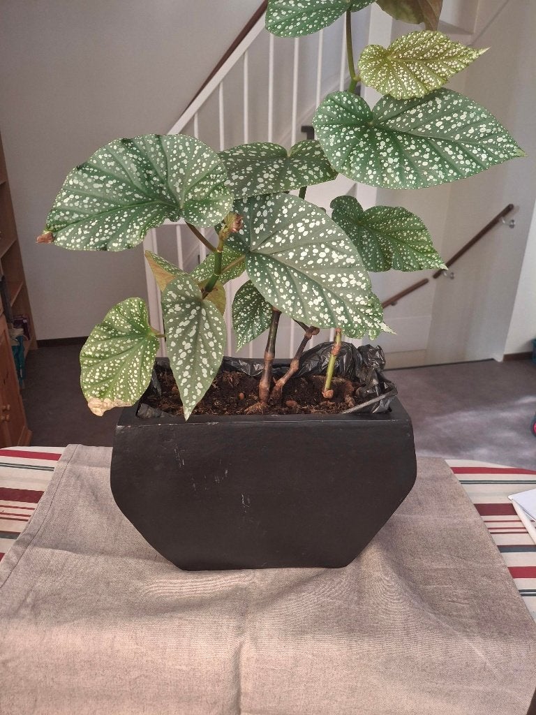 BLADBEGONIA IN POT, Huis en Inrichting, Ophalen, Overige soorten, Halfschaduw, In pot