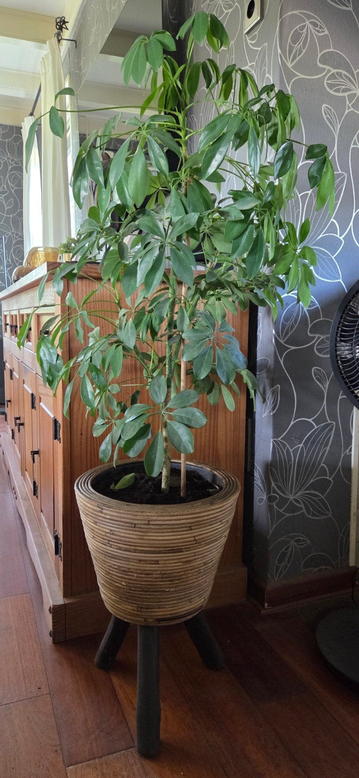 Grote Schefflera Kamerplant in Rotan Pot, Huis en Inrichting, 100 tot 150 cm, Overige soorten, In pot, Groene kamerplant