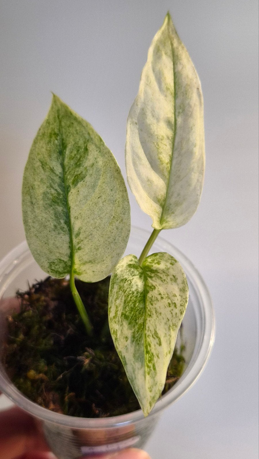 Monstera Laniata Mint Variegata, Ophalen of Verzenden, Overige soorten, Halfschaduw, Minder dan 100 cm
