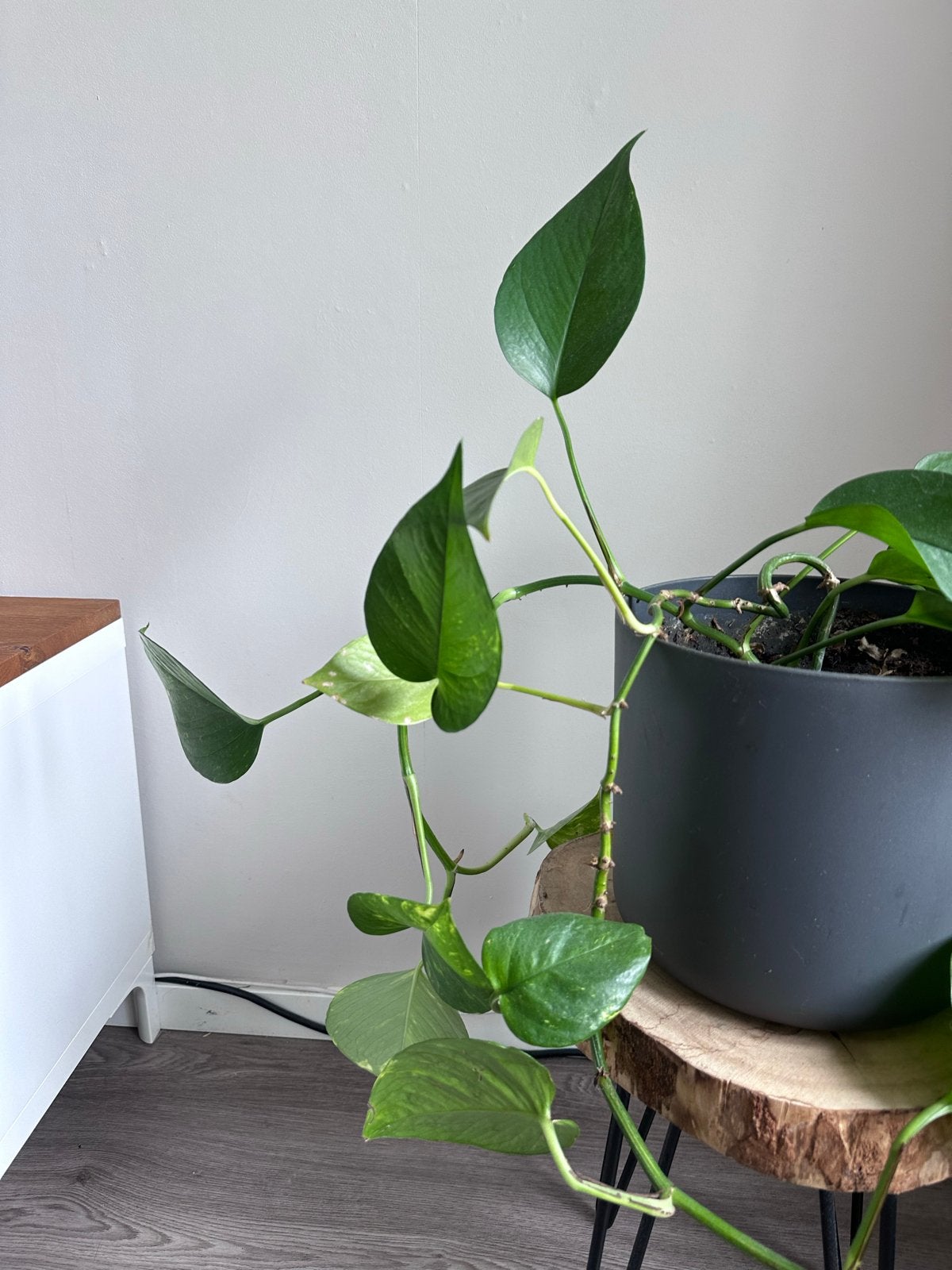 Hangplant inclusief pot Drakenklimop, Epipremnum aureum, Huis en Inrichting, Kamerplanten, Ophalen of Verzenden, Halfschaduw, Minder dan 100 cm