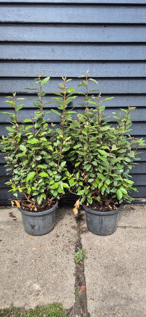 Elaeagnus ebbingei 'Compacta' | Olijfwillig | Zilverbes, Ophalen, Overige soorten, Struik, 100 tot 250 cm