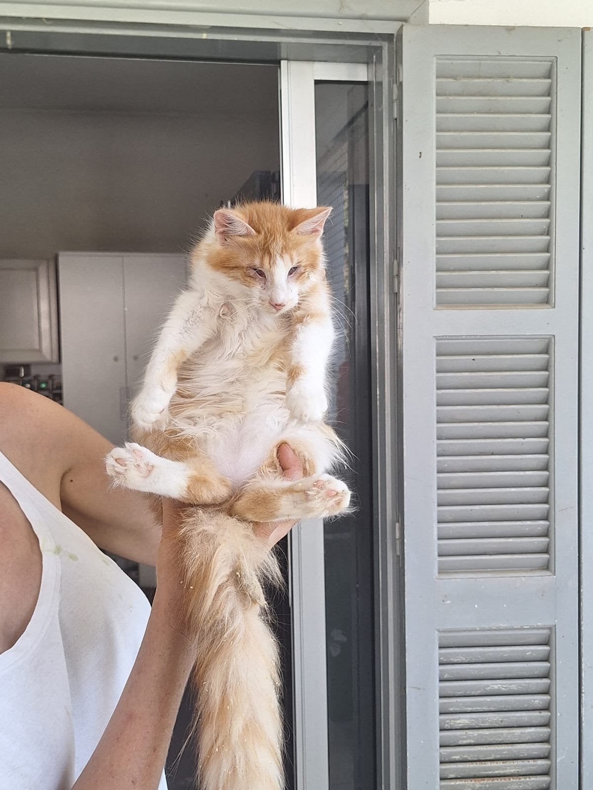 Fay 5 mnd blind (nog op Cyprus) zoekt een lief baasje, Poes