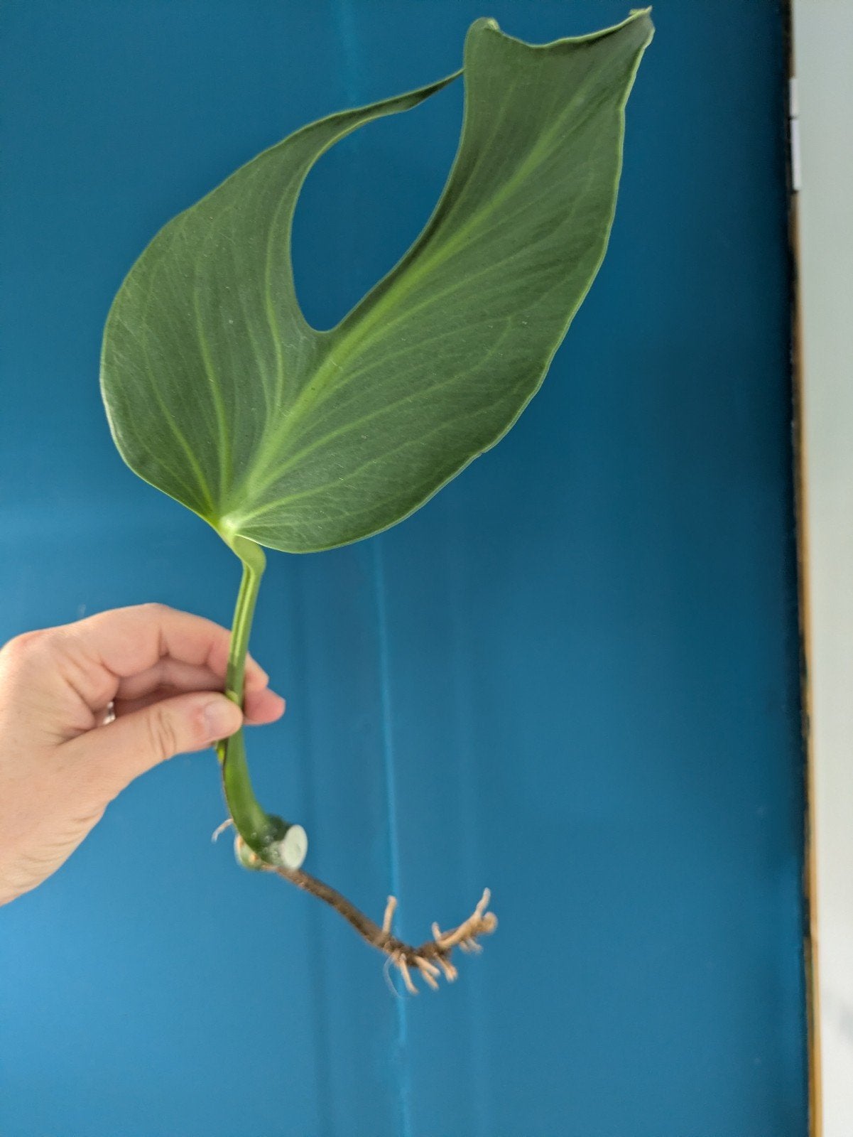 Monstera Burle Marx Flame stekken, Ophalen of Verzenden, Halfschaduw, Minder dan 100 cm