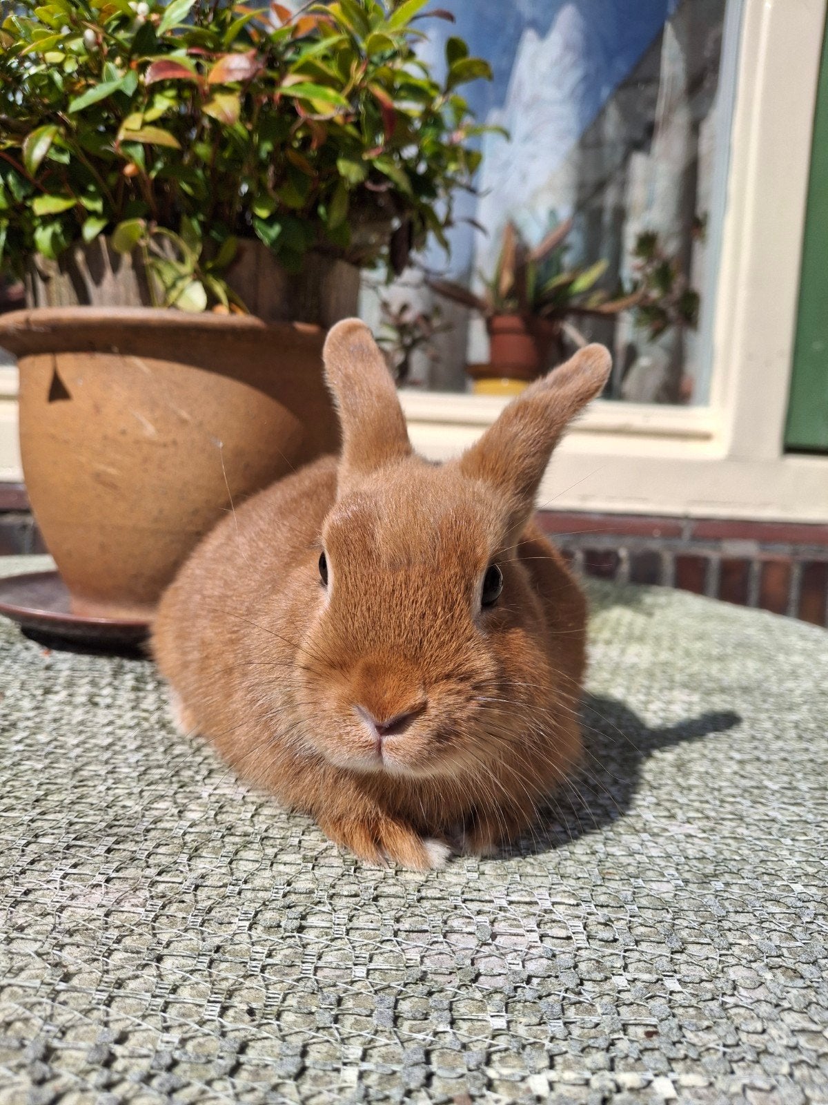 Lief kleurdwerg konijntje, Dieren en Toebehoren, Mannelijk, Dwerg