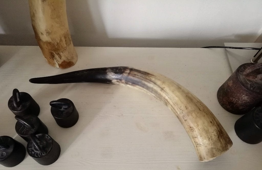 Echte Watusi hoorn XXL lengte 58 cm losse hoorn rund, Ophalen of Verzenden