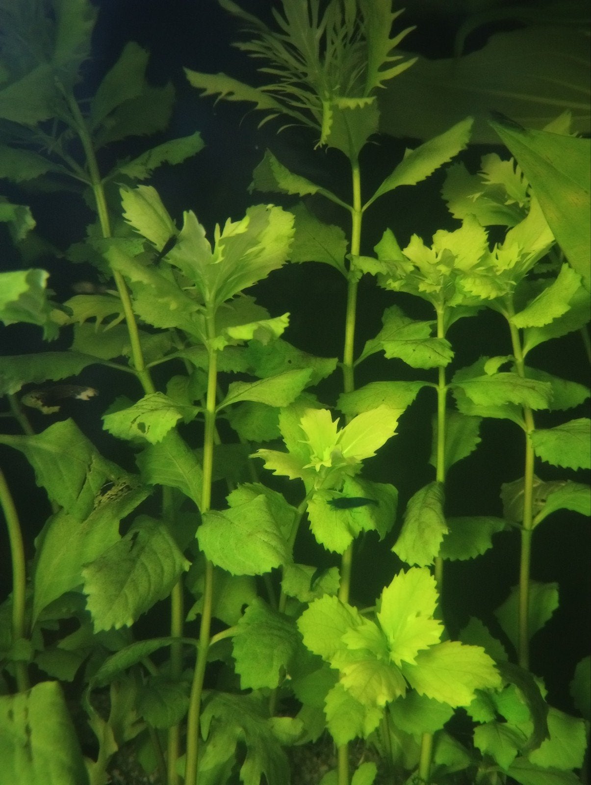 Aquarium plantjes, Ophalen