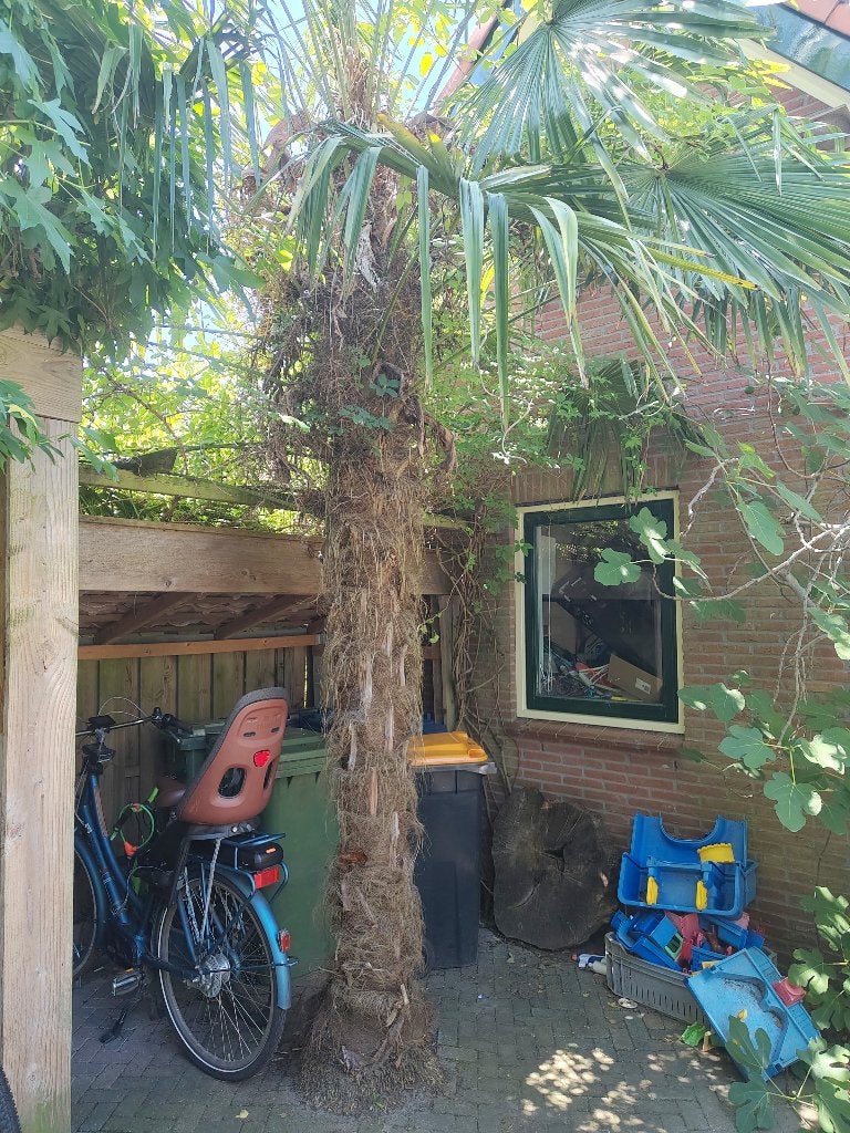 Palmboom +-4m (Trachycarpus fortunei; Chinese waaierpalm), Tuin en Terras, Planten | Bomen, Zomer, Palmboom, 400 cm of meer, Ophalen