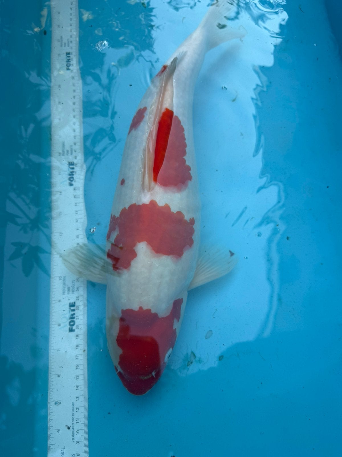 Kohaku  koi, Dieren en Toebehoren, Karper of Koi