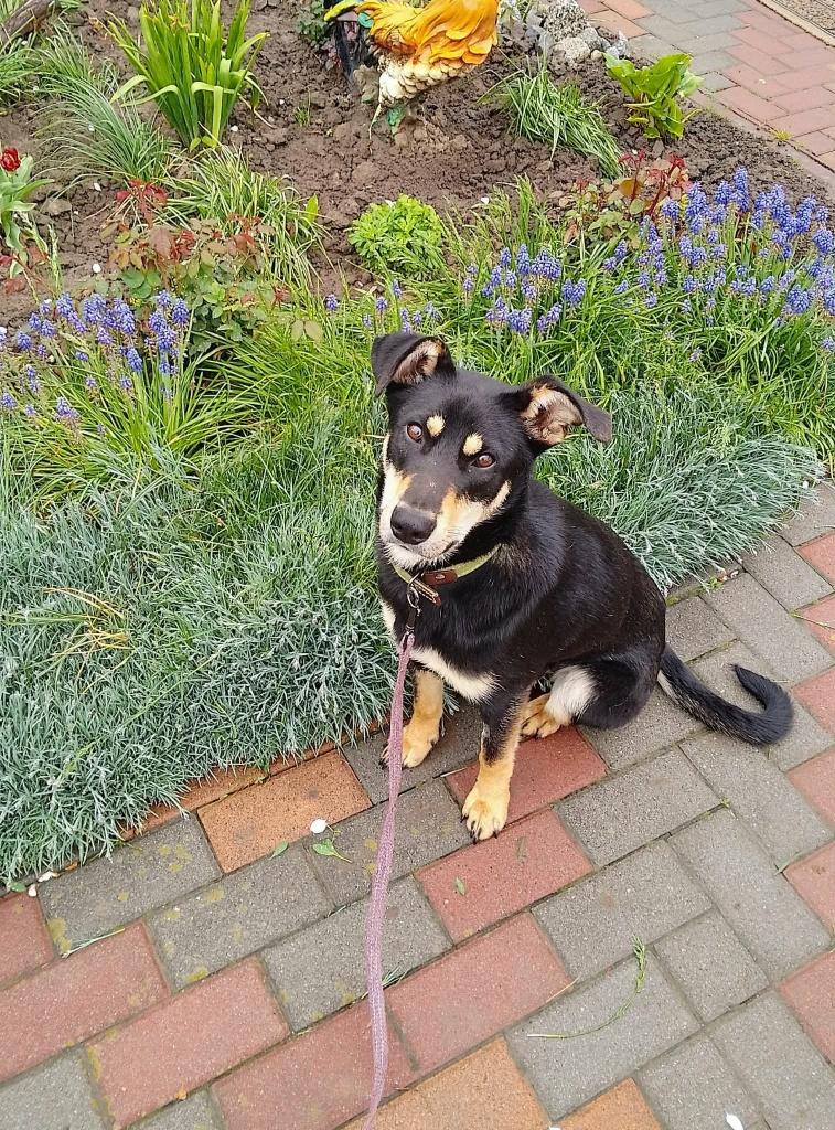Charlie reutje gecastreerd uit Kherson, Dieren en Toebehoren, Particulier, Reu, 1 tot 2 jaar, Buitenland