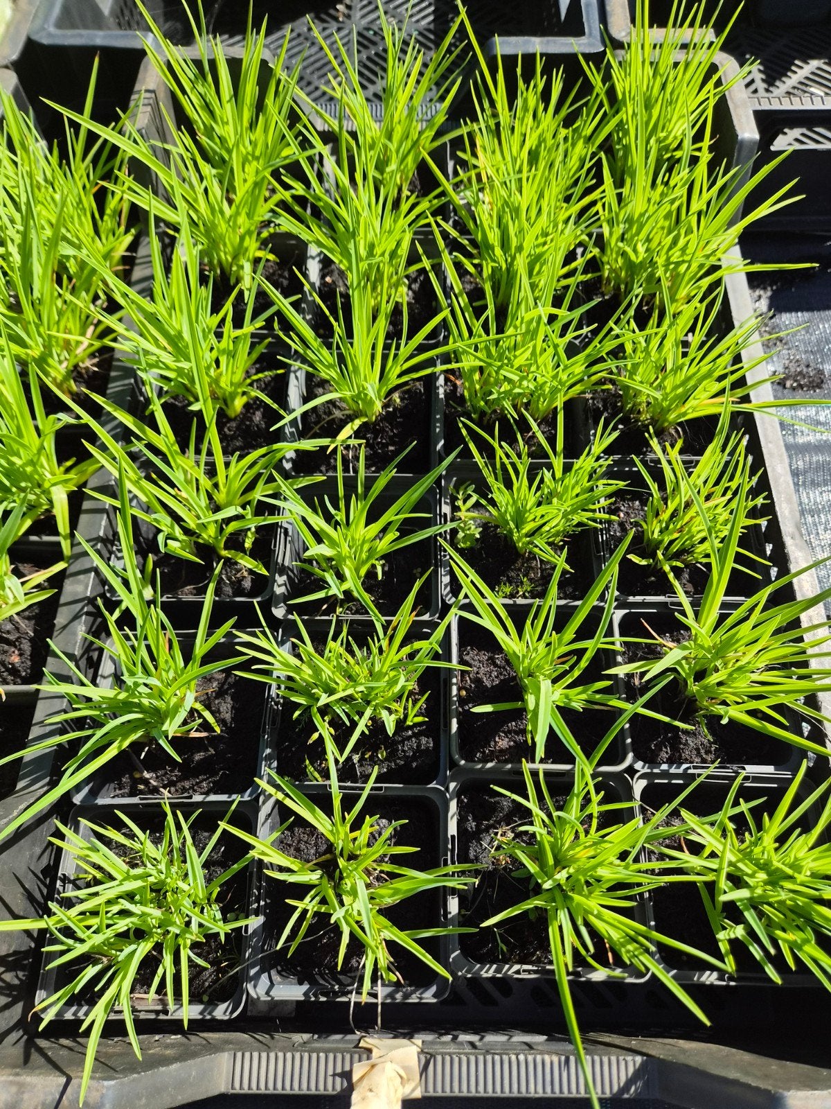 Hemerocallis 'Stella de Oro' - Daglelie in P9 pot, Overige soorten, Volle zon, Vaste plant, Ophalen of Verzenden