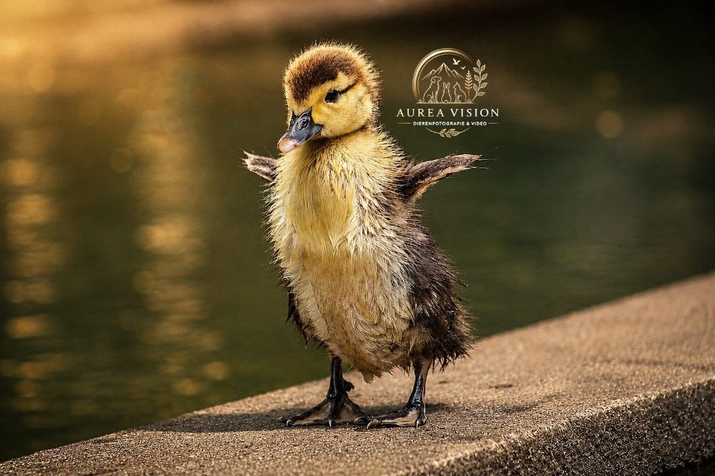 Professionele natuur- en dierenfotografie & video 📸✨️, Fotograaf