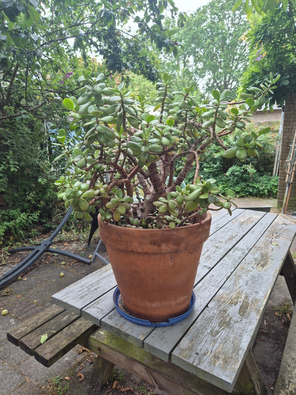 Grote Jadeplant (Crassula Ovata) in Terracotta Pot, Ophalen, Vaste plant, Overige soorten, Volle zon