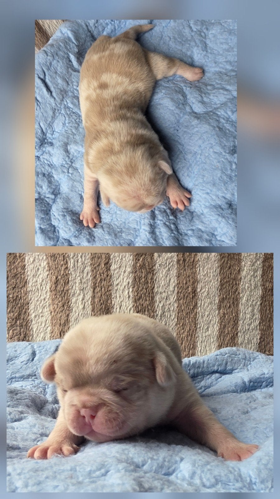 Exclusief mooie ( Retro ) mops puppy's uit liefdevolle fok, CDV (hondenziekte), 8 tot 15 weken, Meerdere, Meerdere dieren