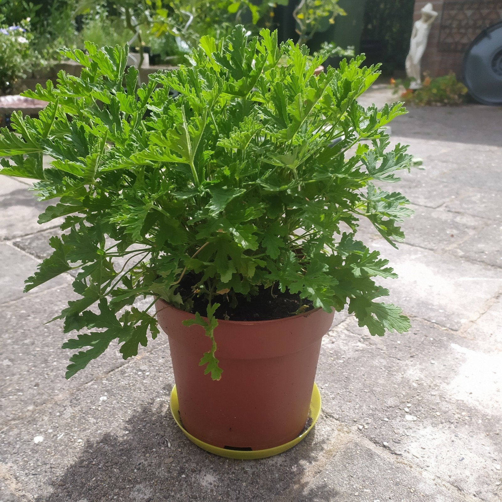 Citroen Geranium, Ophalen, Overige soorten, Volle zon