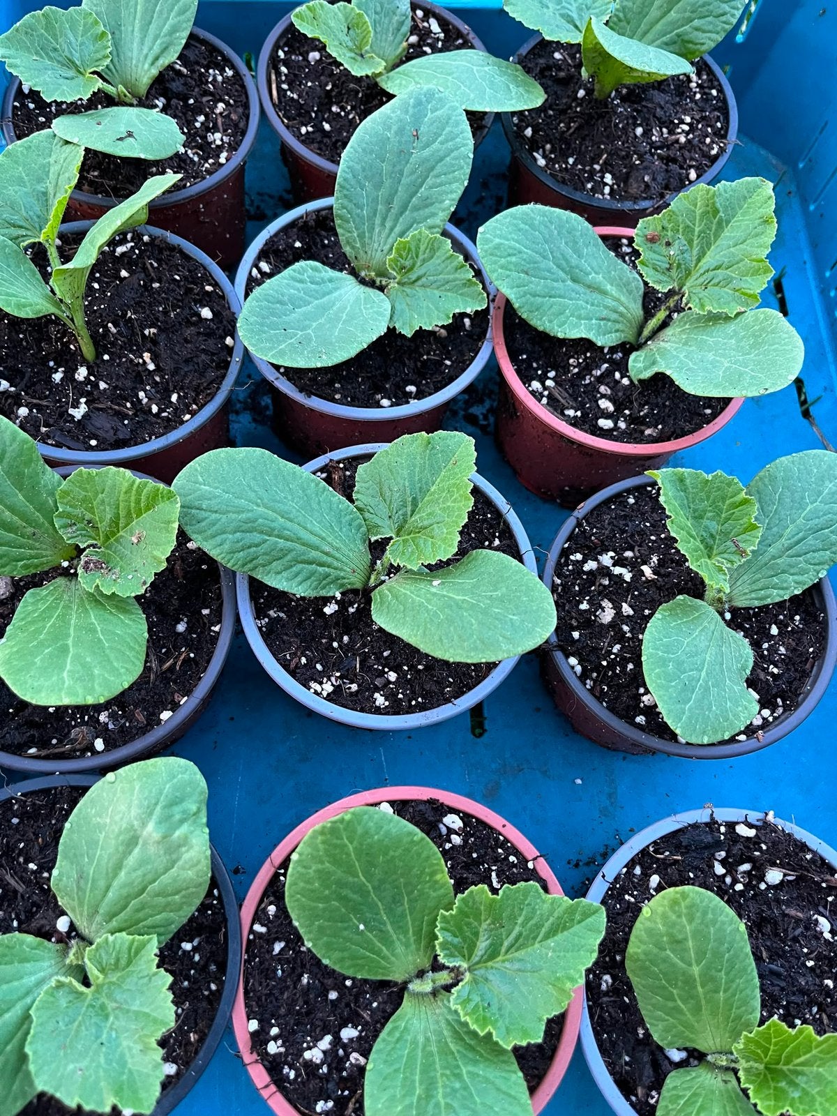 Pompoenplanten eetbaar en Halloween., Ophalen, Volle zon, Groenteplanten, Eenjarig