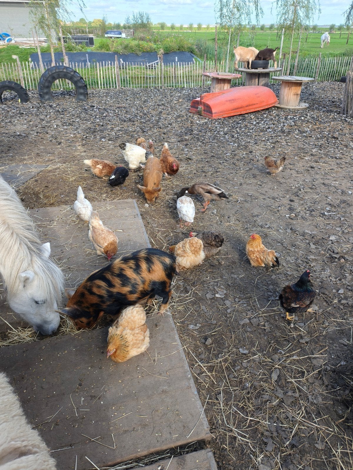 mooie krielkippen verschillende kleuren en soorten., Dieren en Toebehoren, Meerdere dieren, Kip