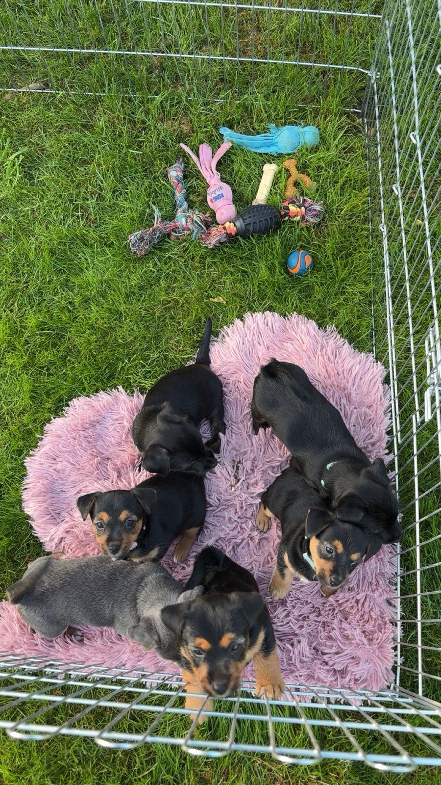 Te koop super lieve jack russell x norwich terrier puppies, Dieren en Toebehoren, Honden | Jack Russells en Terriërs, Jack Russell Terriër