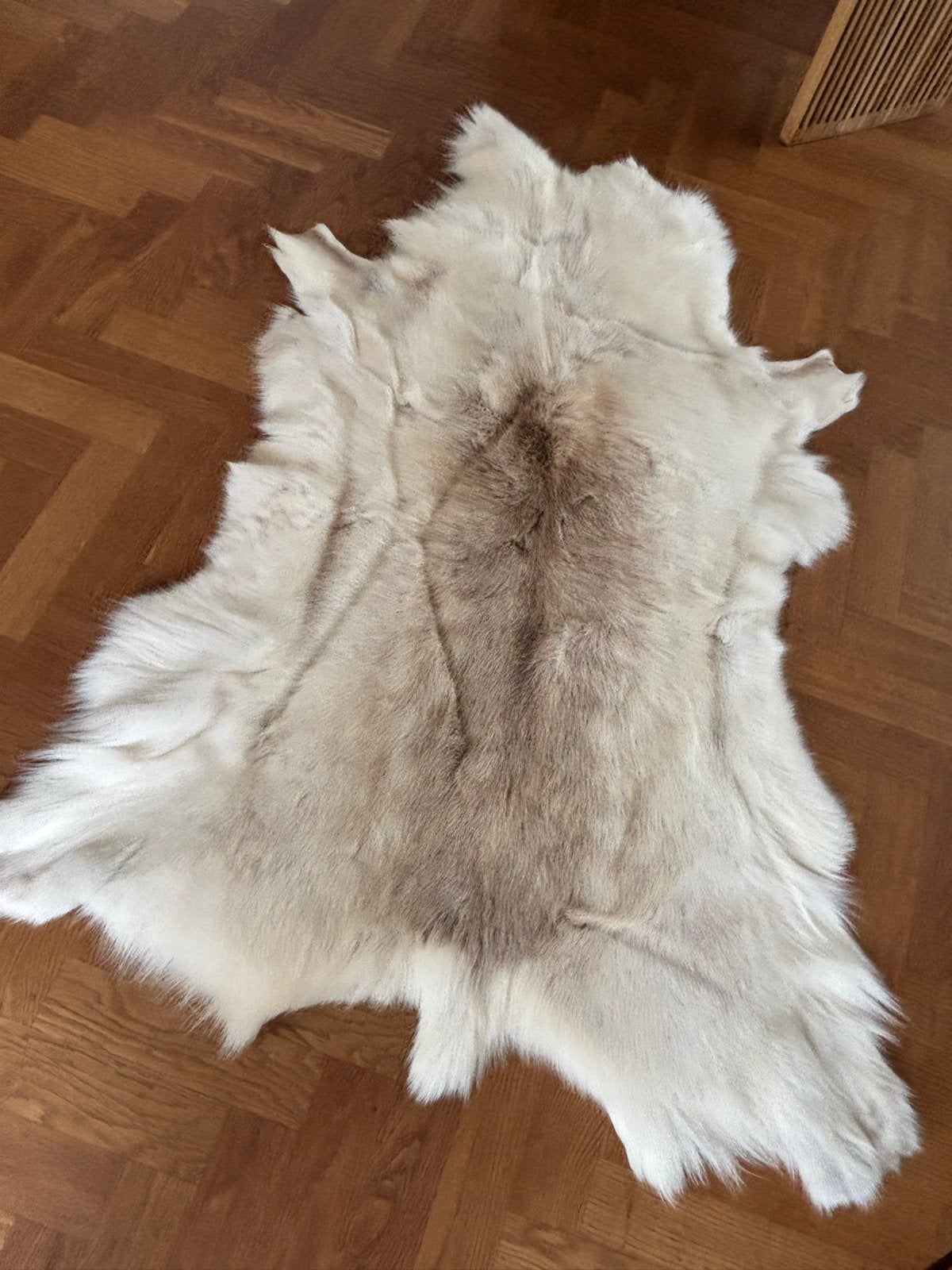 Prachtig rendier vacht - Natuurlijk en decoratief, Ophalen, 100 tot 150 cm, Beige, 50 tot 100 cm