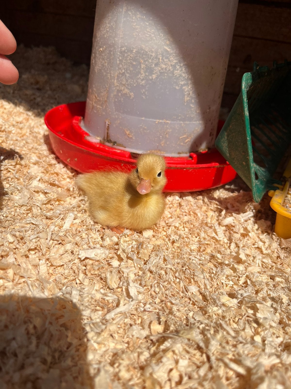 Gezocht: witte kwaker kuiken(s)!, Meerdere dieren, Eend