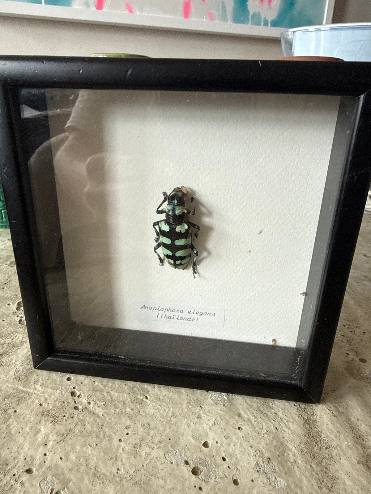 Opgezette Anoplophora elegans kever in lijst (14x14cm), Verzenden, Zo goed als nieuw, Insect, Opgezet dier