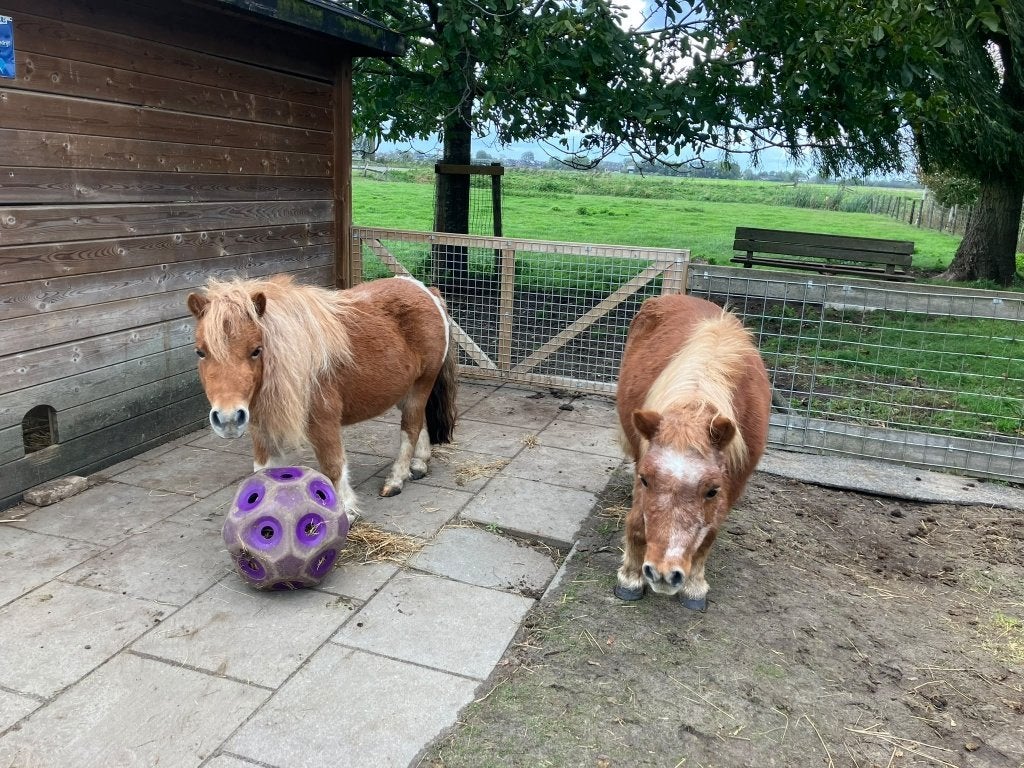 Verzorgpony's aangeboden, Ophalen, Nieuw