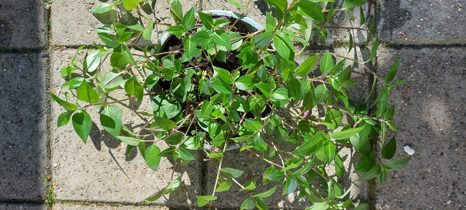 Groene hangplant in pot - Ideaal voor binnen en buiten, Overige soorten, Vaste plant, Ophalen of Verzenden, Bloeit niet