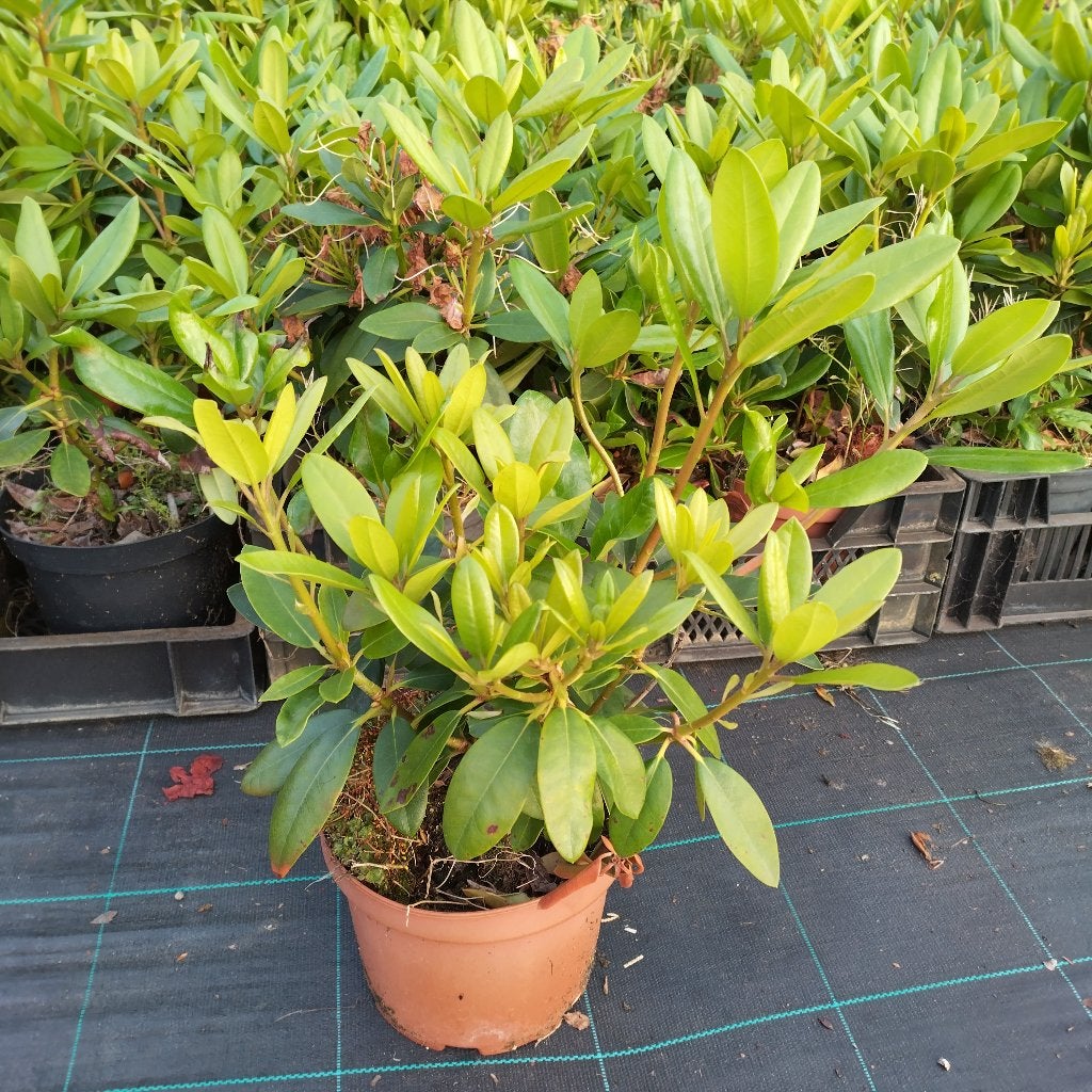 Rhododendrons paars restpartij, Tuin en Terras, Planten | Struiken en Hagen, Ophalen, Rhododendron, Struik, Minder dan 100 cm
