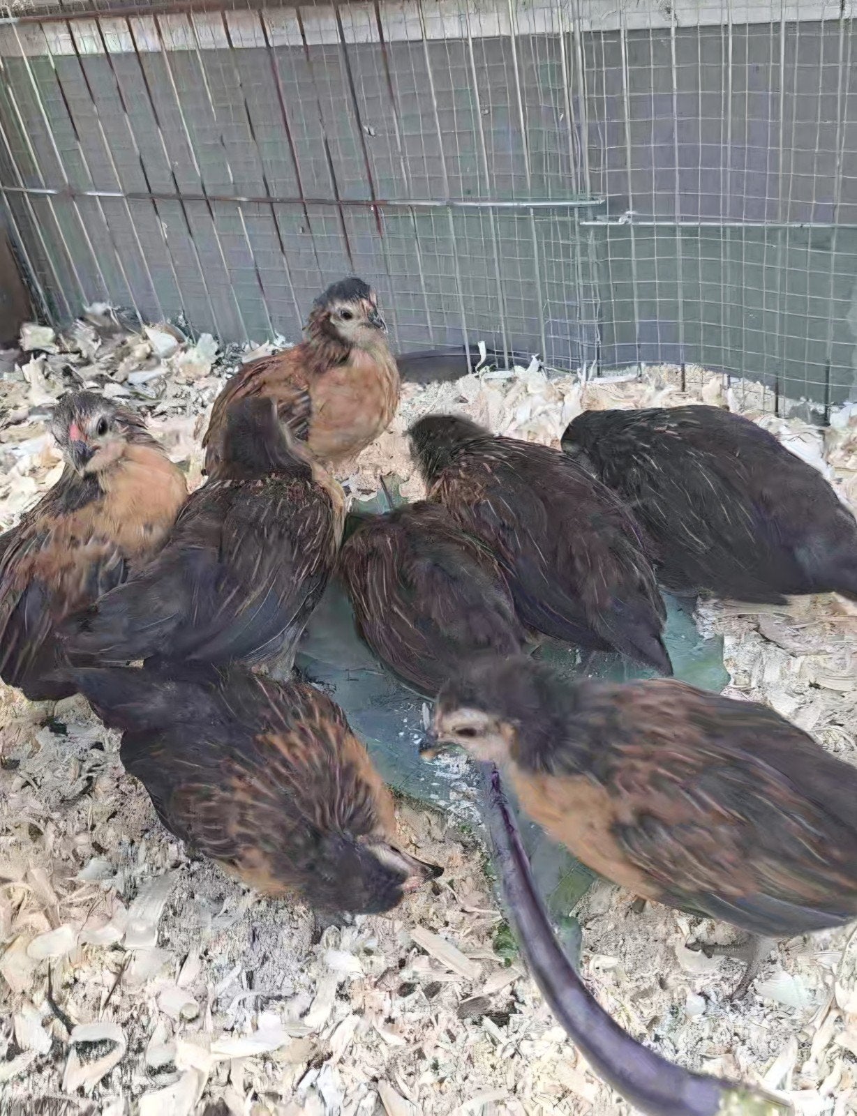 Koppel Antwerpse baardkrielen kwartel kleur, Dieren en Toebehoren, Pluimvee, Meerdere dieren, Kip