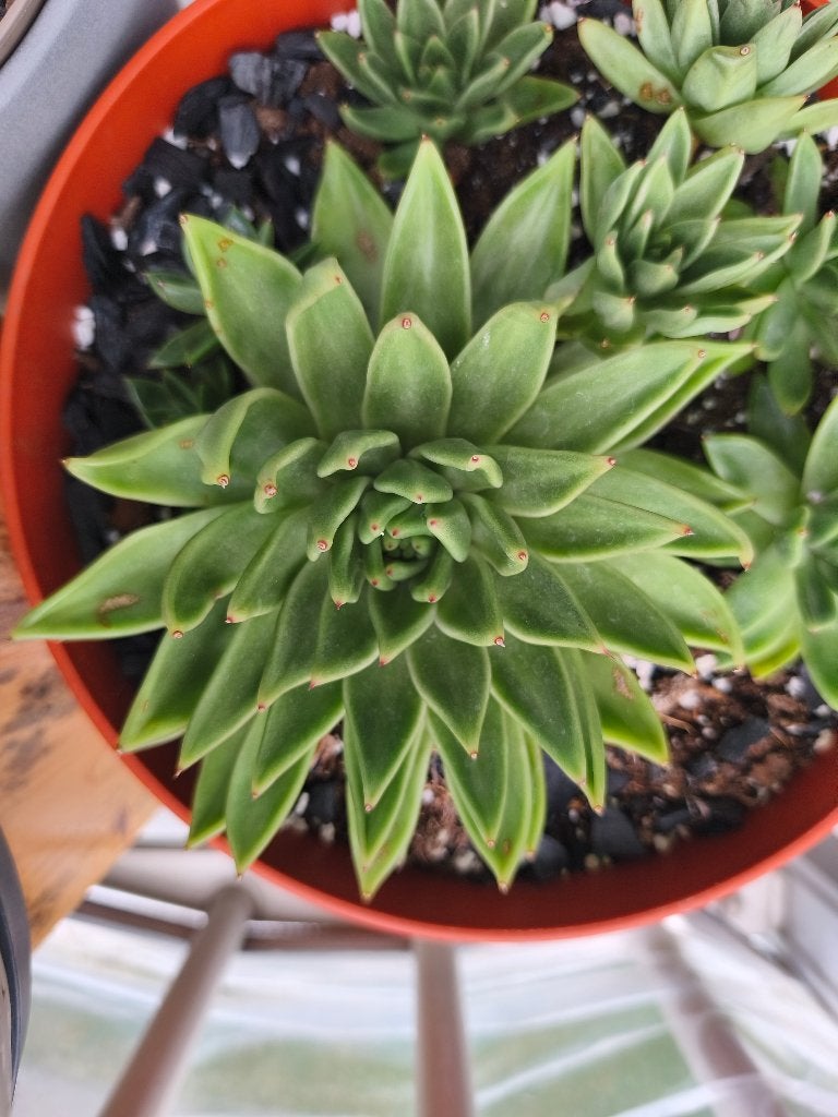 Echeveria agavoides, Huis en Inrichting, Vetplant, Ophalen of Verzenden, Minder dan 100 cm, Bloeiende kamerplant